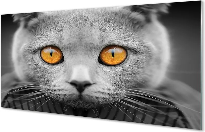 Panel Szklany Dostojny Szary Kot Brytyjski