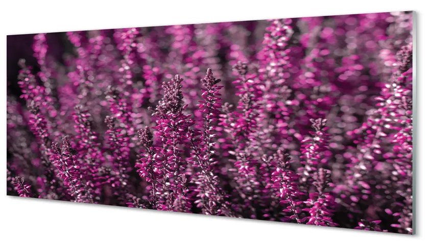 Szklany Panel Pole wrzosy