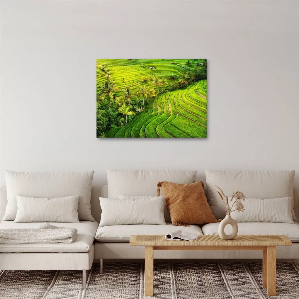 Obraz - Pola ryżowe (70x50 cm)