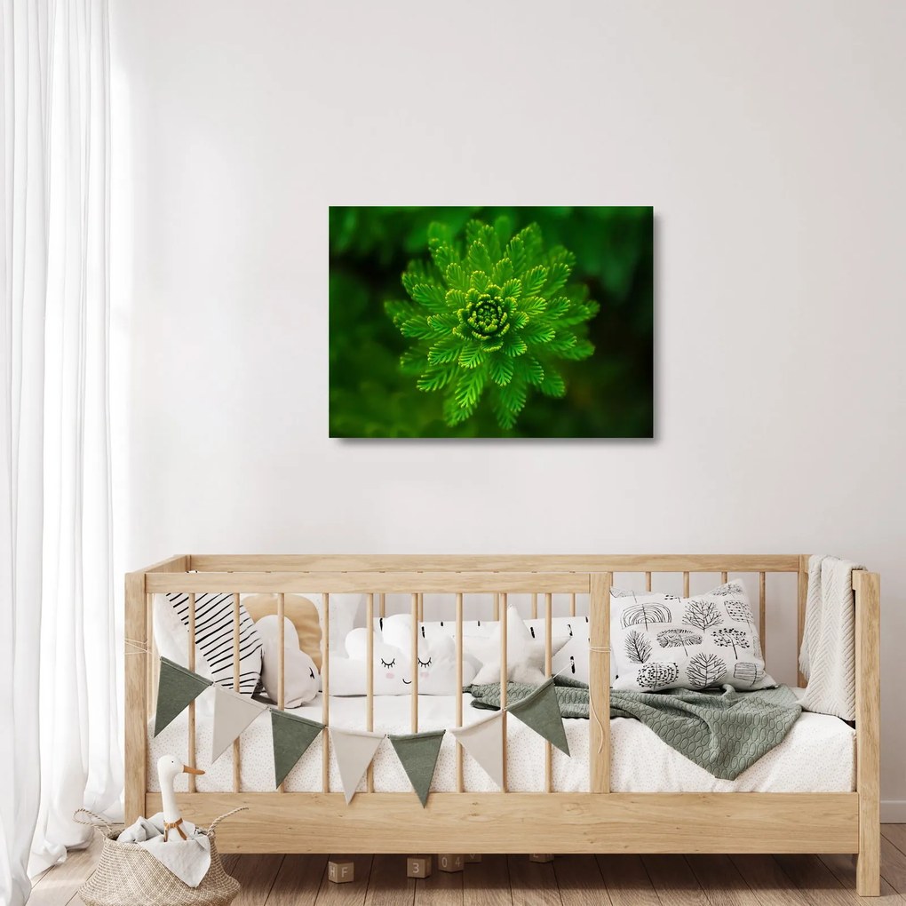 Obraz na szkle - drzewo iglaste (70x50 cm)