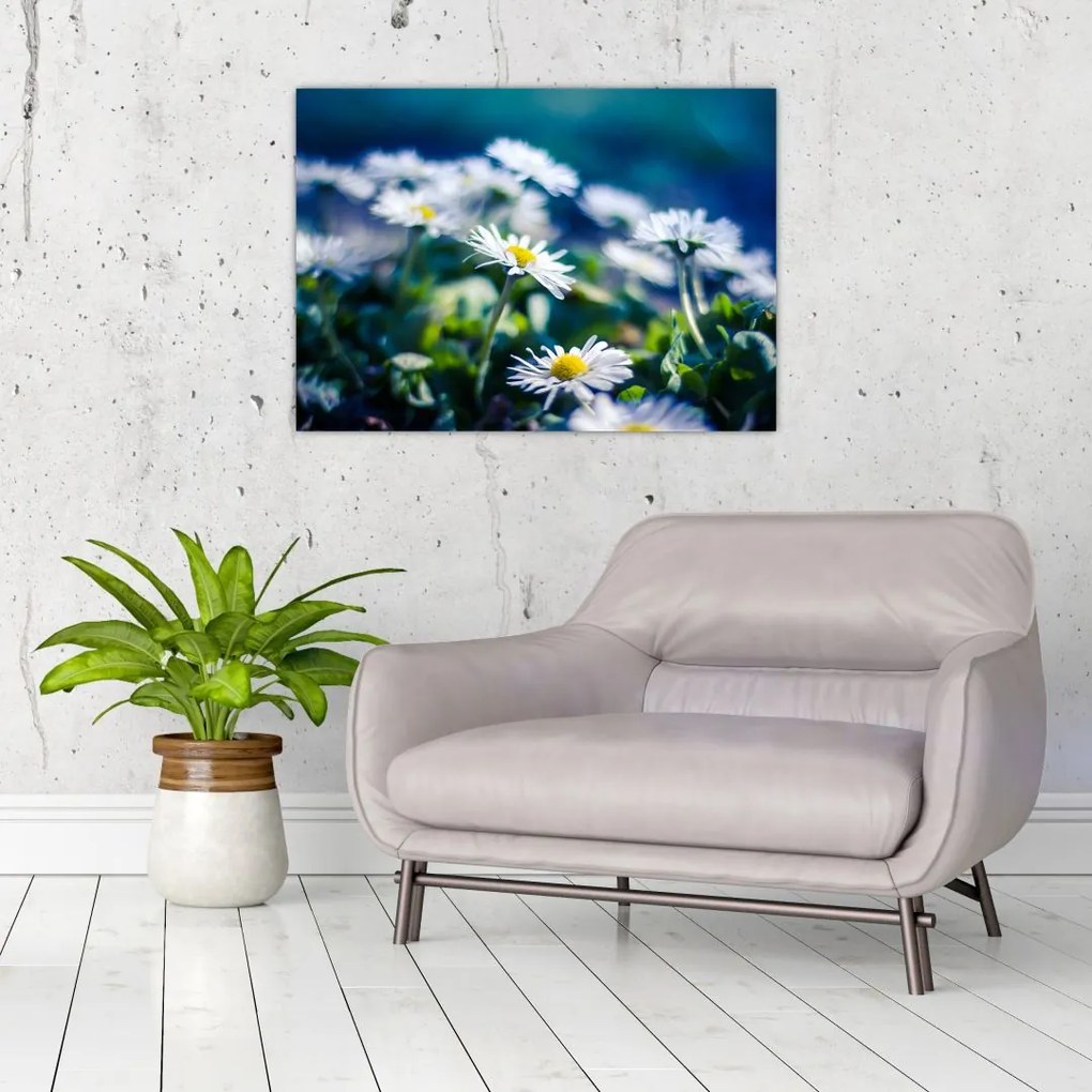 Obraz na szkle stokrotek (70x50 cm)