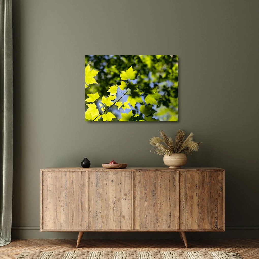 Obraz na szkle - liście klonu (70x50 cm)