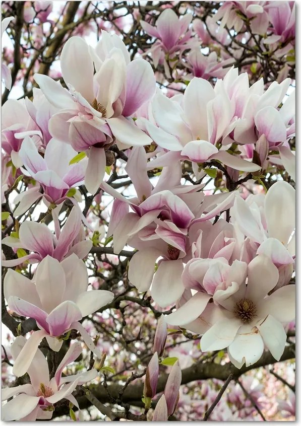 Foto obraz na szkle Kwiaty magnolii