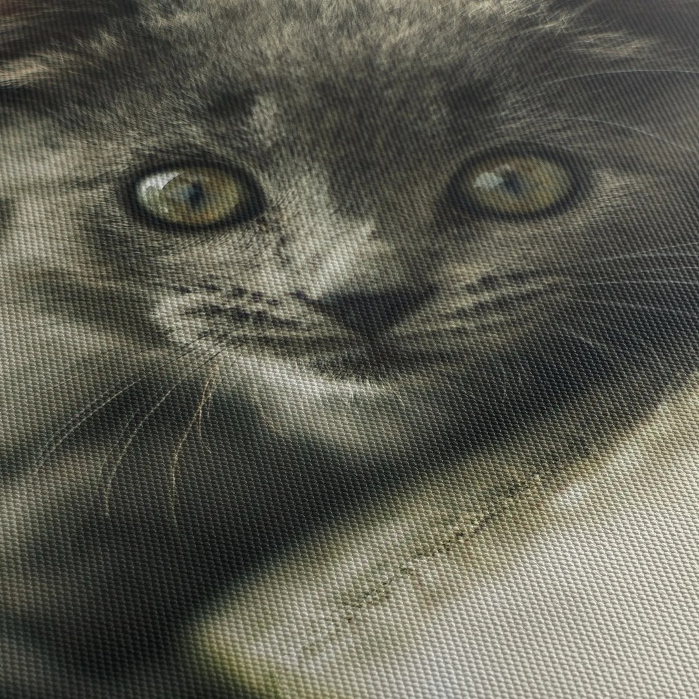 Obraz kotka (125x70 cm)