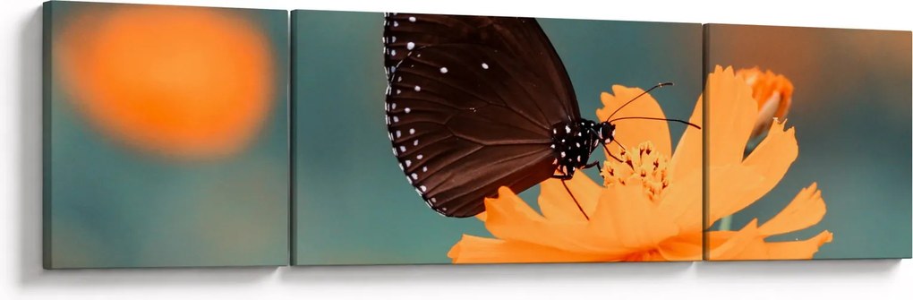 Obraz - motyl na pomarańczowym kwiatku (170x50 cm)