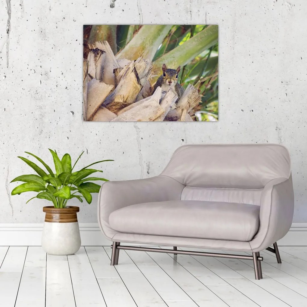 Obraz na szkle wiewiórki na drzewie (70x50 cm)
