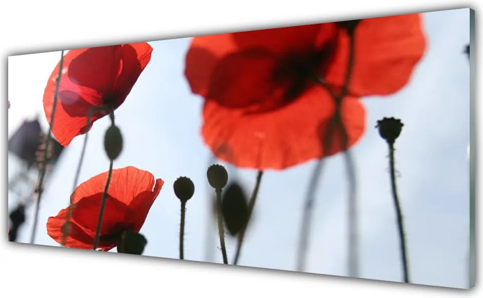 Panel Kuchenny Polne Maki W Rozkwicie