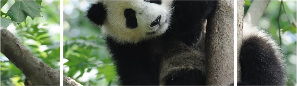 Obraz - Panda na drzewie (170x50 cm)