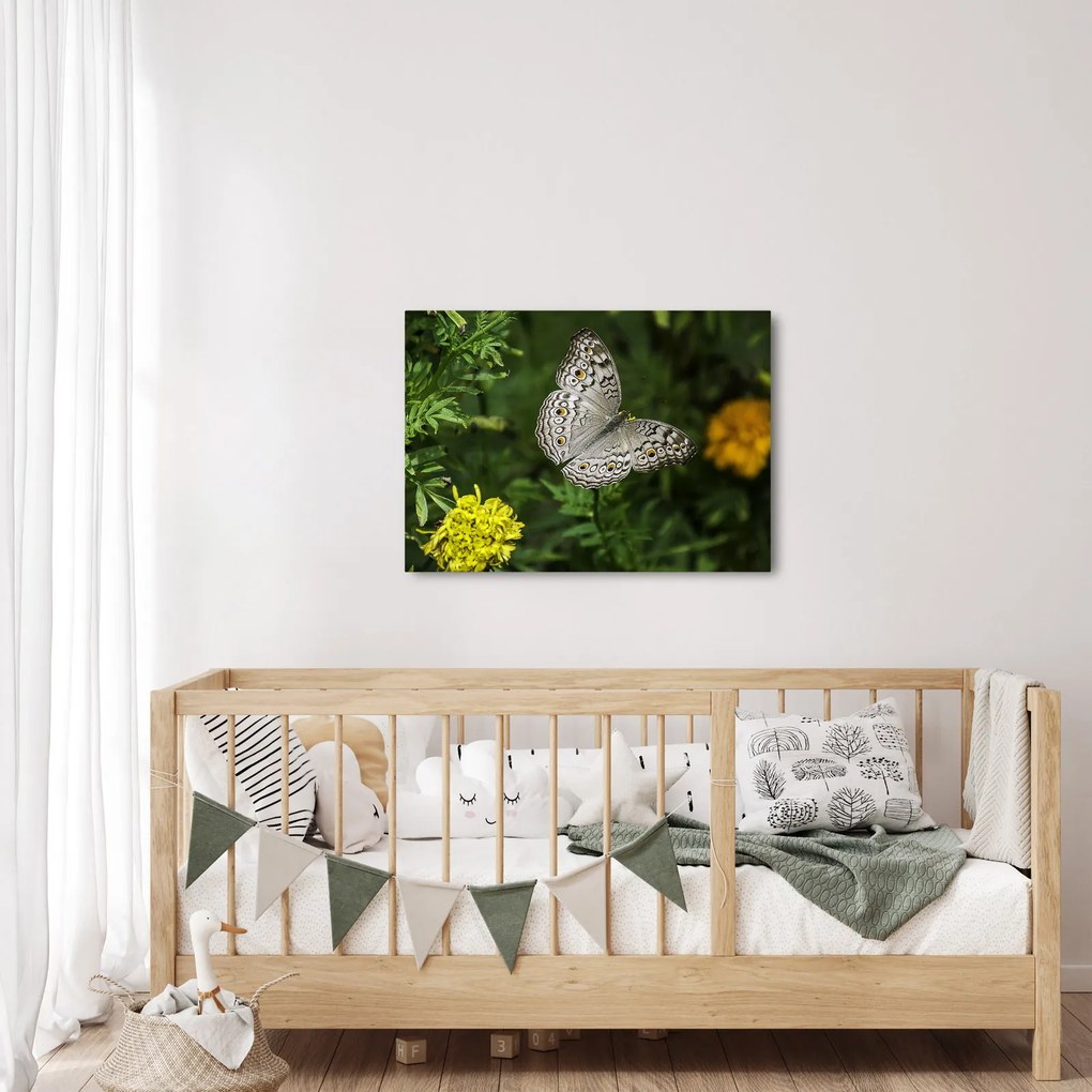 Obraz - biały motyl (70x50 cm)