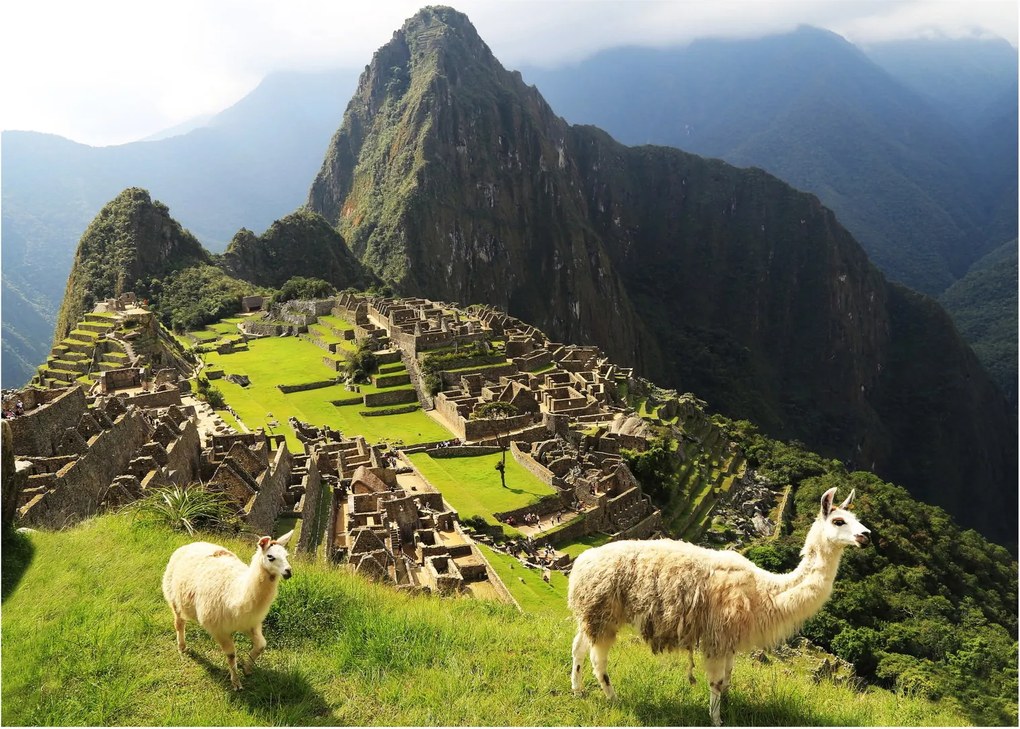 Obraz - Lamy na Machu Picchu (70x50 cm)