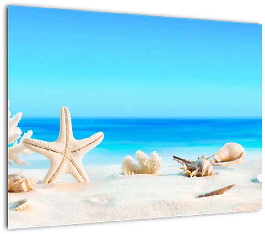 Obraz na szkle - Martwa natura z muszelkami (70x50 cm)