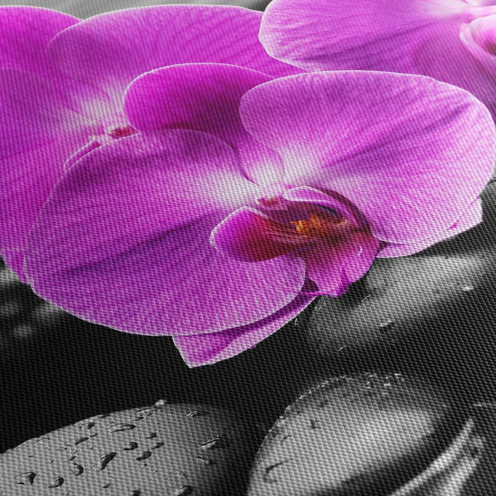 Obraz - Fioletowe orchidee (70x50 cm)