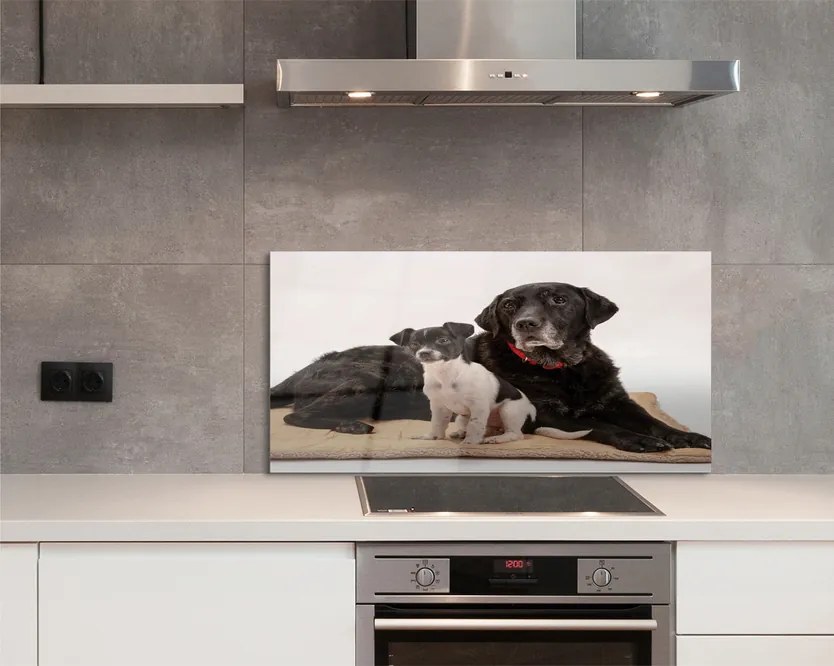 Szklany Panel Odpoczywająca Para Psów