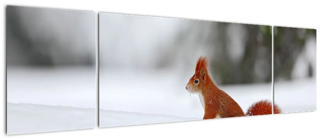 Obraz wiewiórki (170x50 cm)