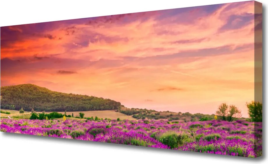 Zdjęcie na płótnie Kolorowa Łąka w Pełni Lata