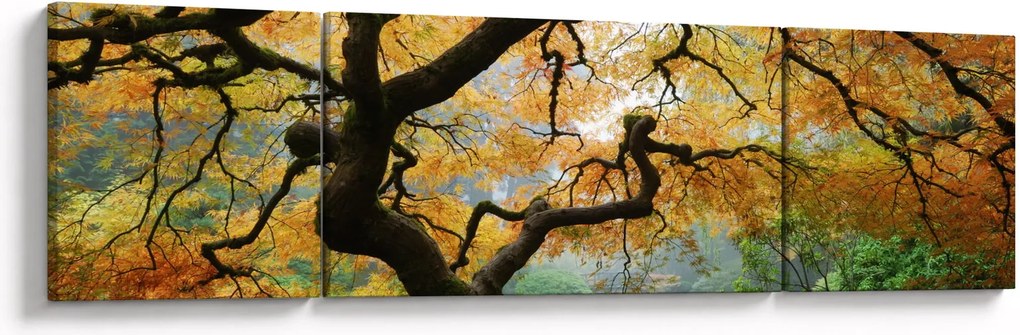 Obraz żółtego klonu japońskiego, Portland, Oregon (170x50 cm)