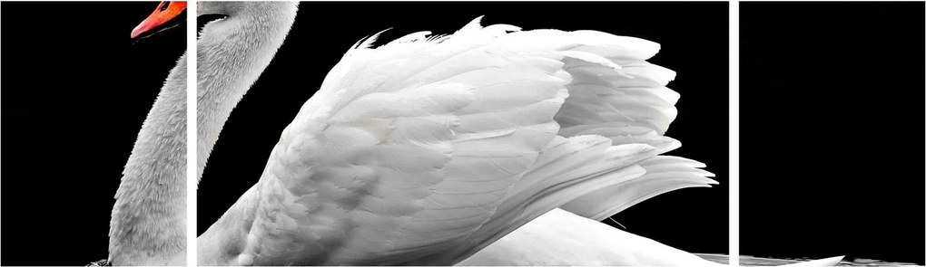 Obraz czarno - białego łabędzia (170x50 cm)