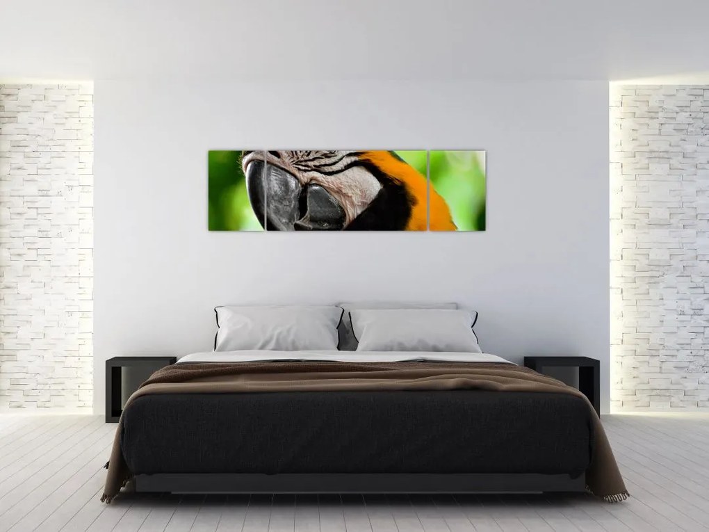 Obraz papugi (170x50 cm)