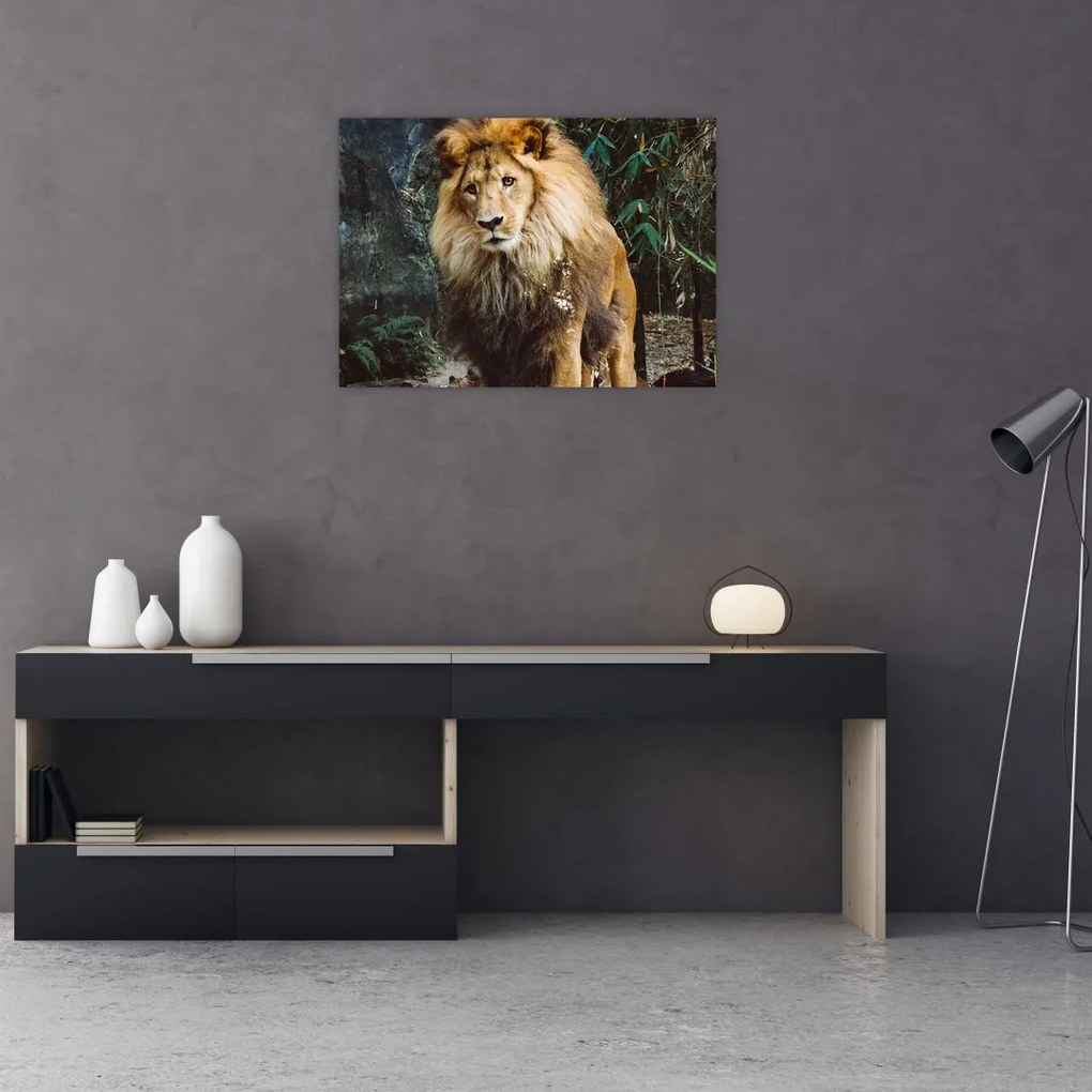 Obraz lwa w naturze (70x50 cm)