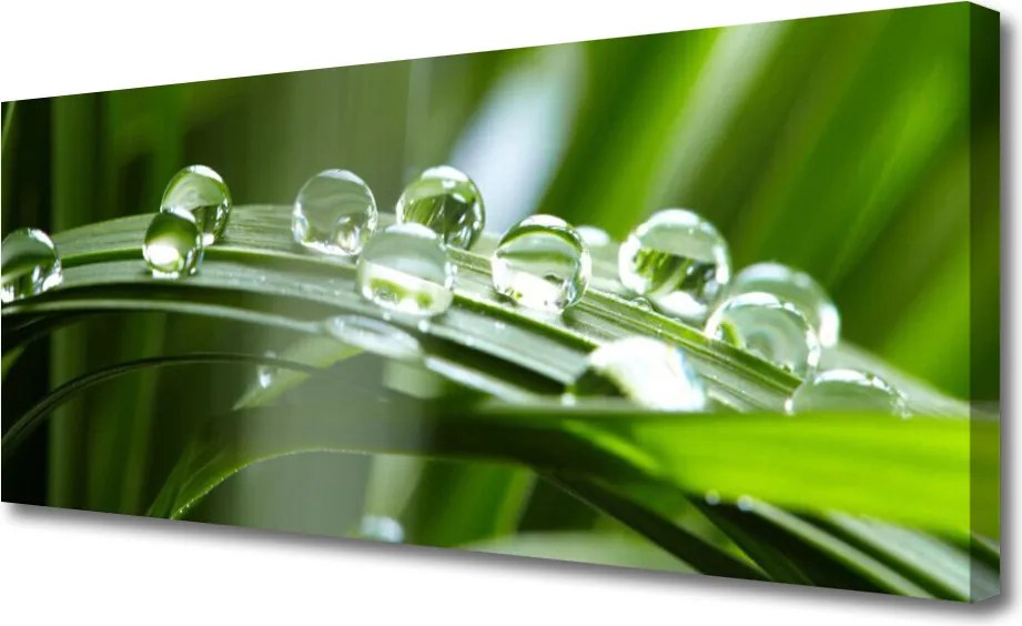 Zdjęcie na płótnie Krople Rosy na Źdźbłach