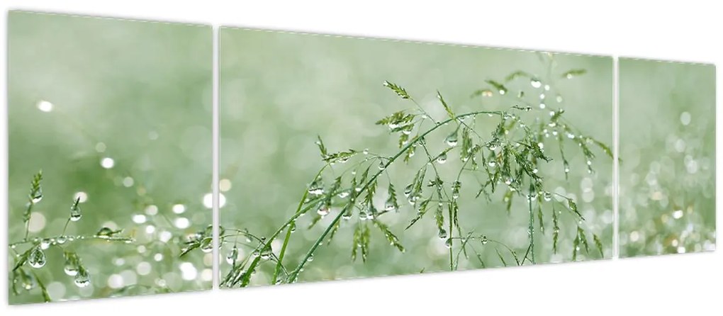 Obraz - Rosa na trawie (170x50 cm)
