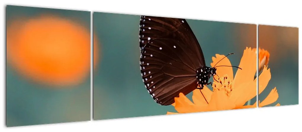 Obraz - motyl na pomarańczowym kwiatku (170x50 cm)