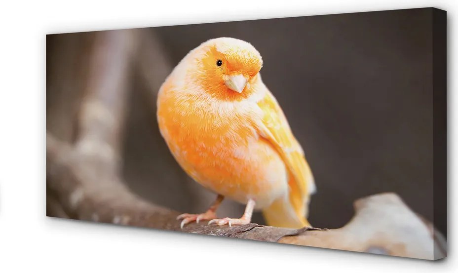 Obraz canvas na ścianę Papuga na Gałęzi