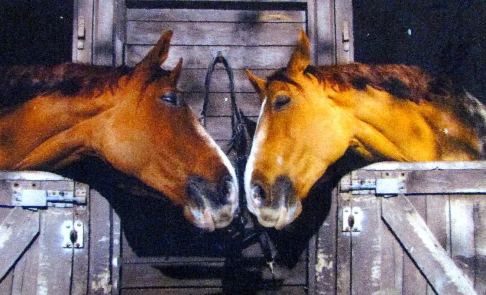 Wycieraczka Deco Star Koniki 50 cm x 80 cm