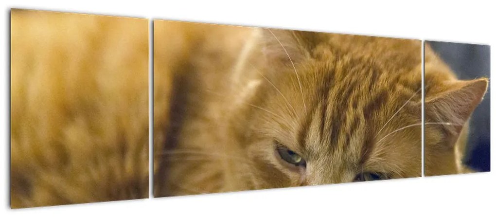 Obraz kota (170x50 cm)