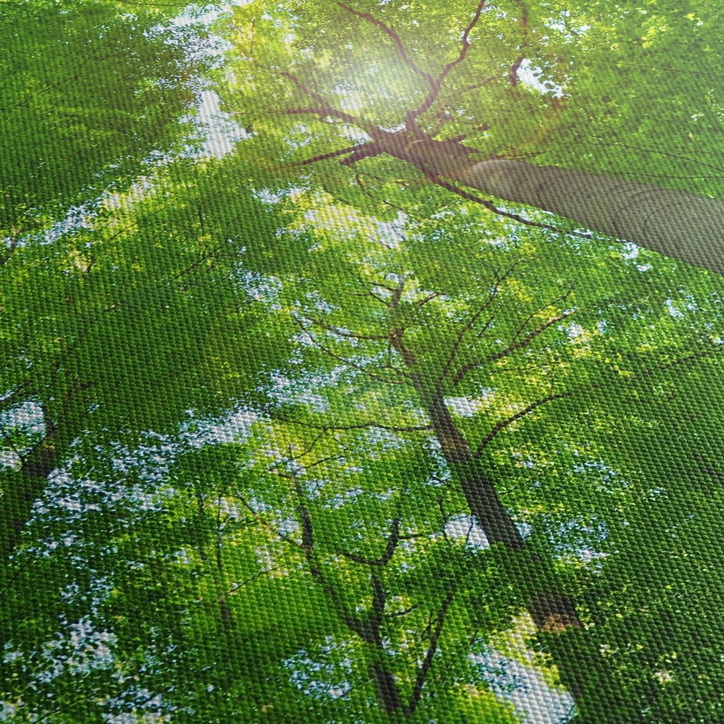 Obraz - Las (125x70 cm)