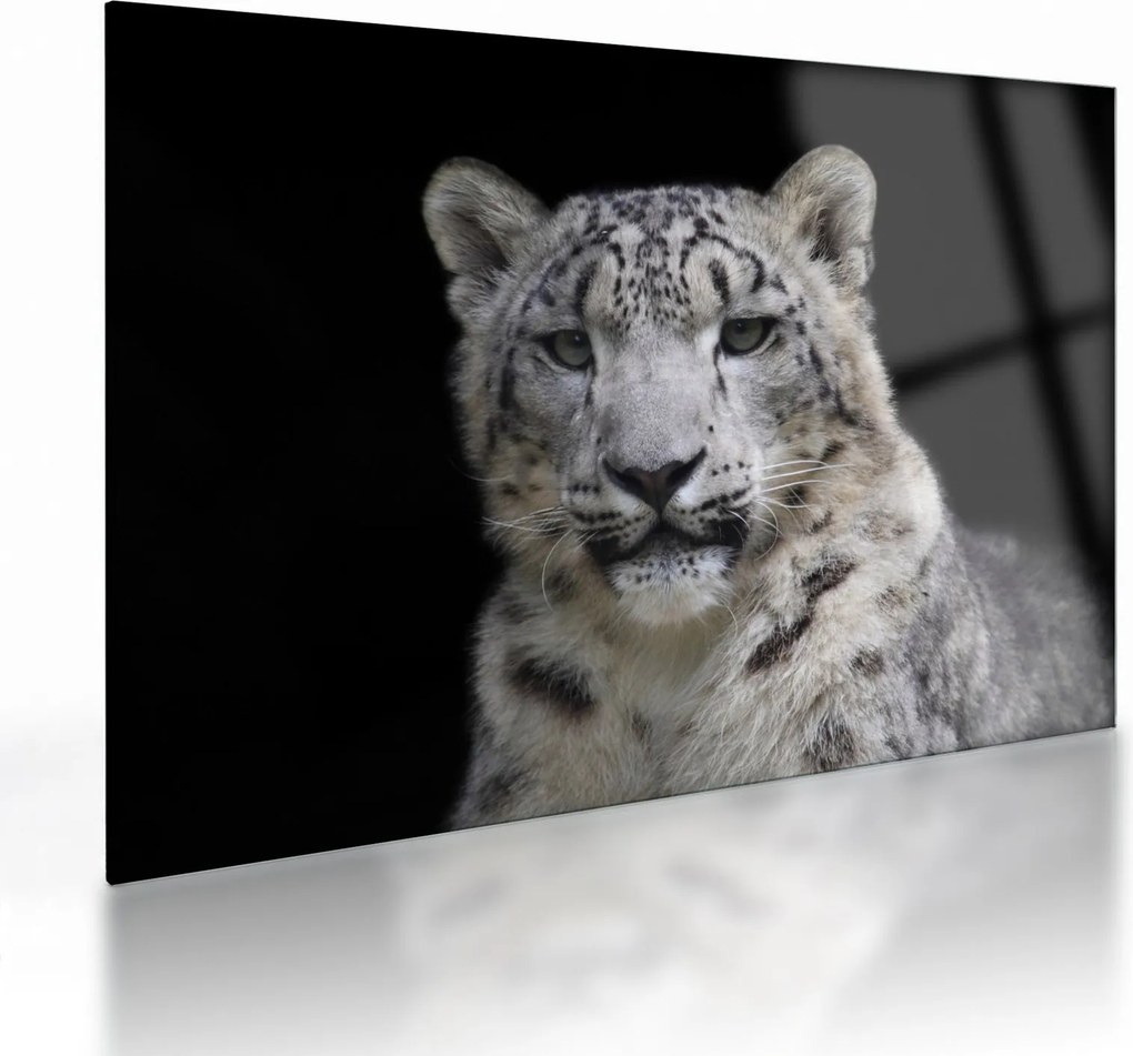 Obraz na szkle - Snow Leopard (70x50 cm)