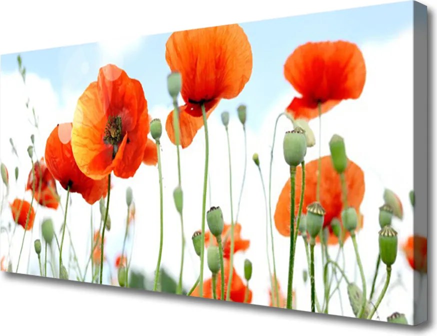 Obraz drukowany na płótnie Dzika Łąka Pełna Maków