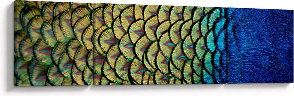 Obraz - Pawie pióra (170x50 cm)