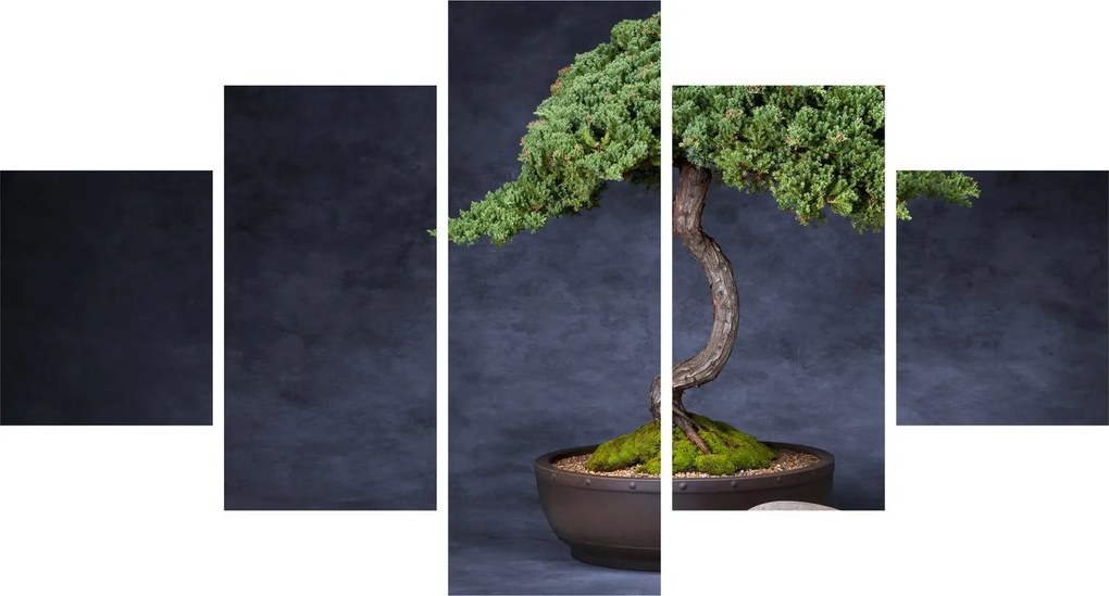 Obraz - Bonsai (125x70 cm)