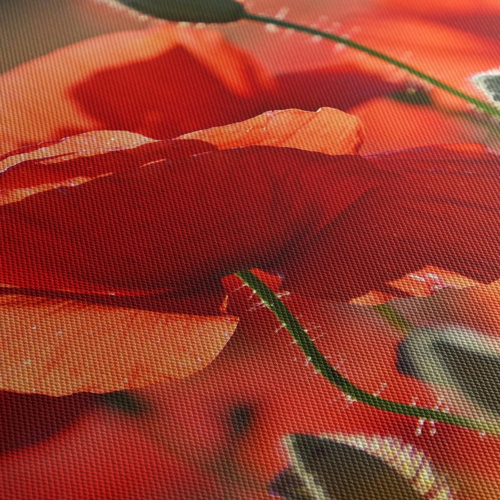 Obraz maków (170x50 cm)