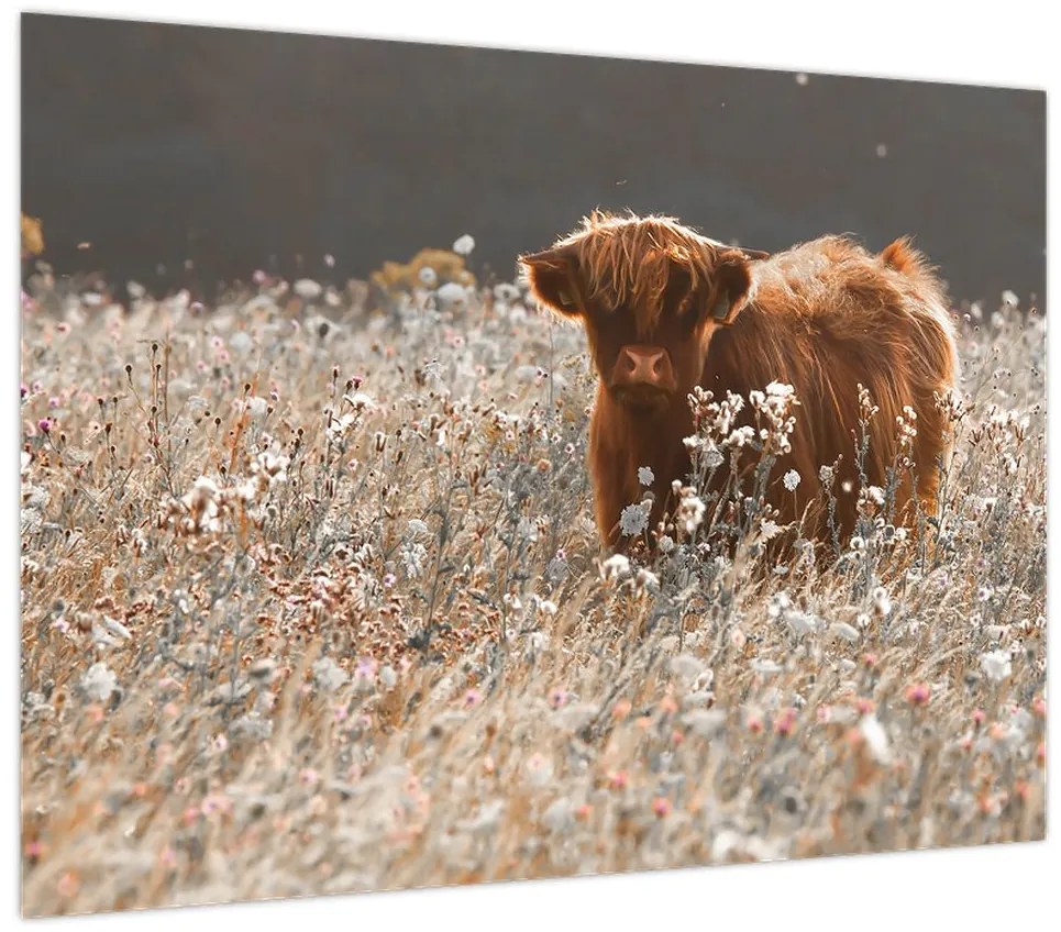 Obraz - Szkocka krowa w kwiatach (70x50 cm)