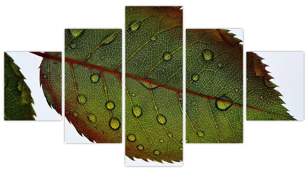 Obraz - Liść róży (125x70 cm)
