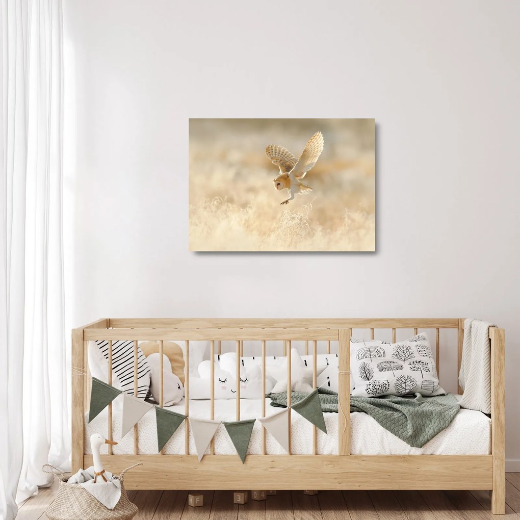 Obraz na szkle - Sowa Płomykówka (70x50 cm)