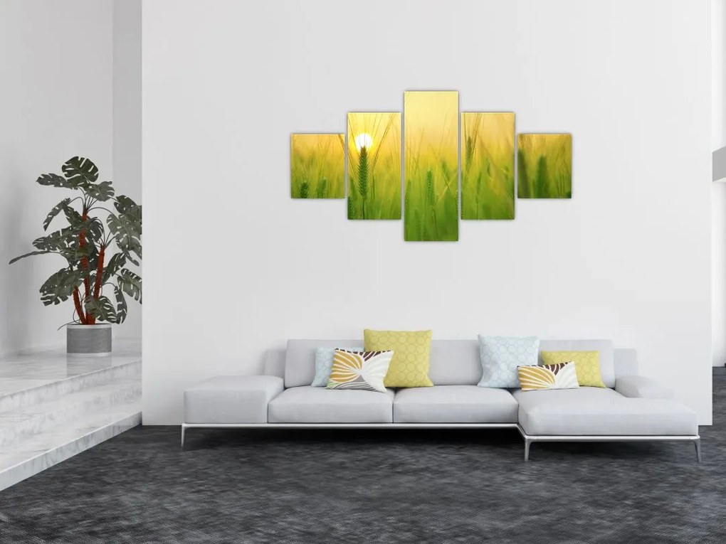 Obraz pola ze zbożem (125x70 cm)