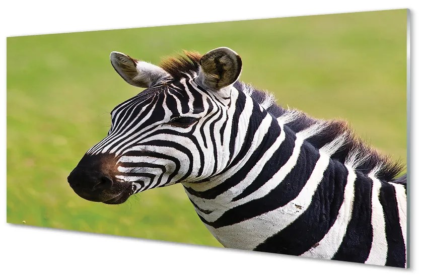 Obraz akrylowy Zebra