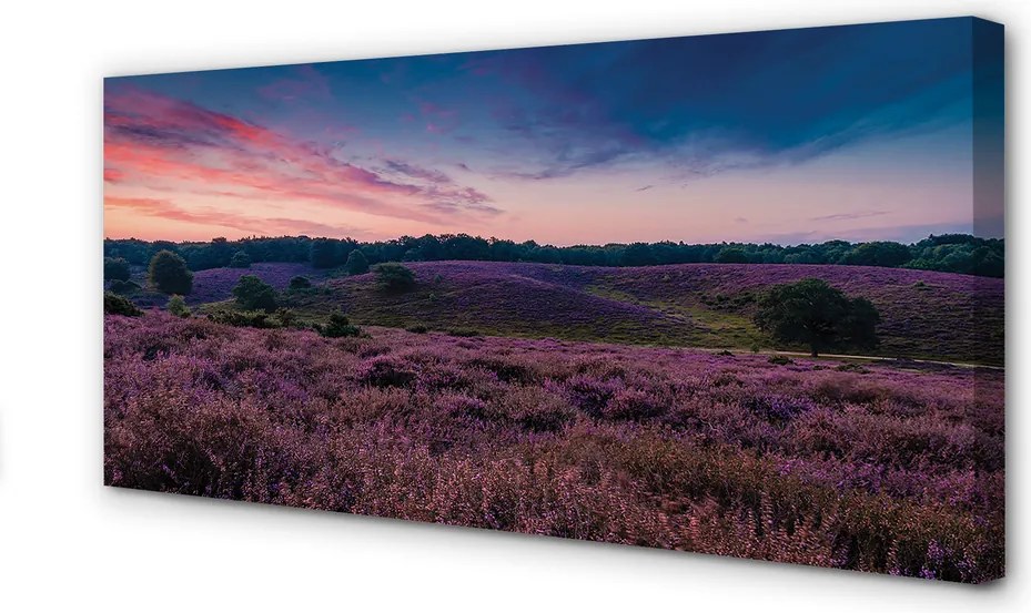 Obraz na płótnie Pole Wrzosów