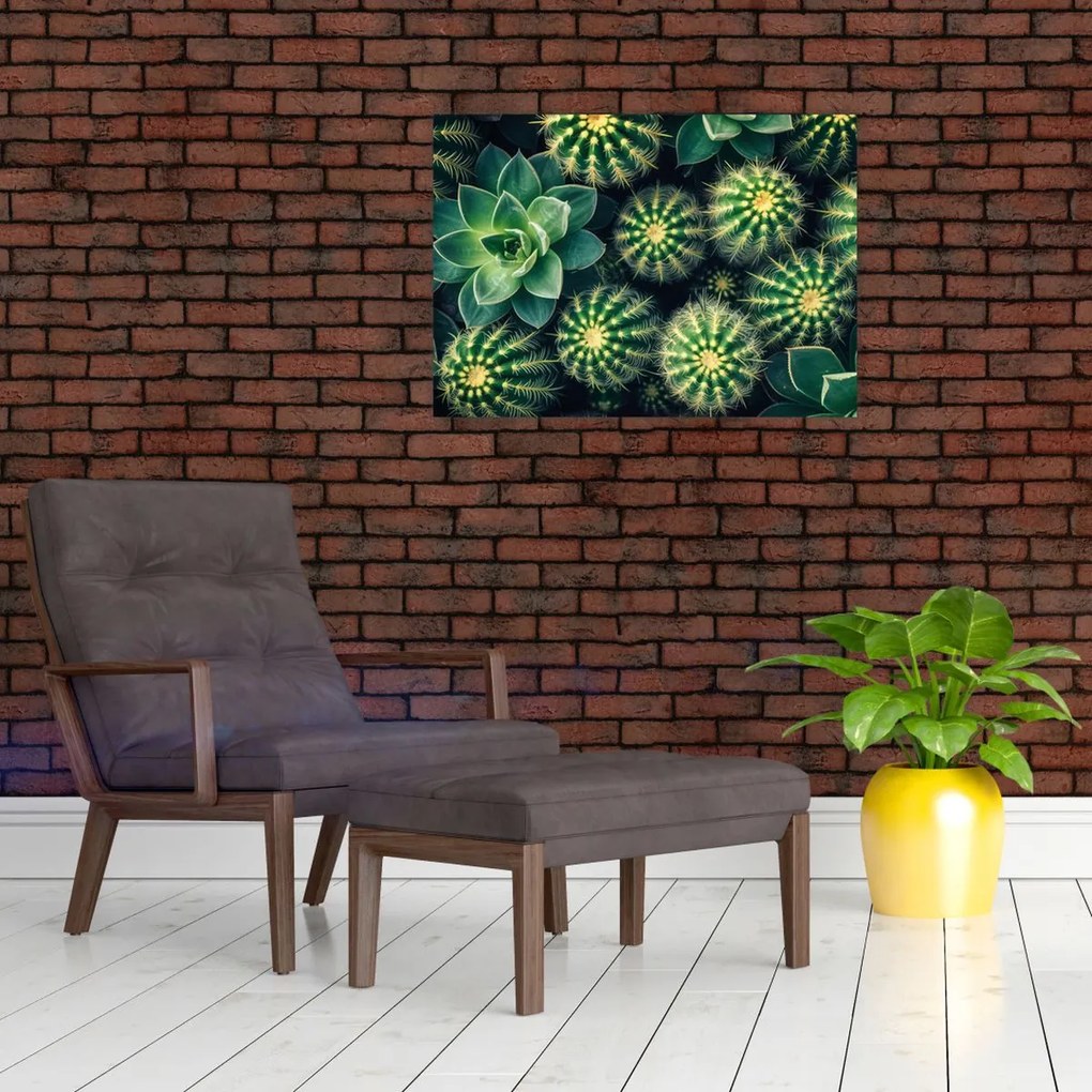 Obraz na szkle - Kaktusy (70x50 cm)