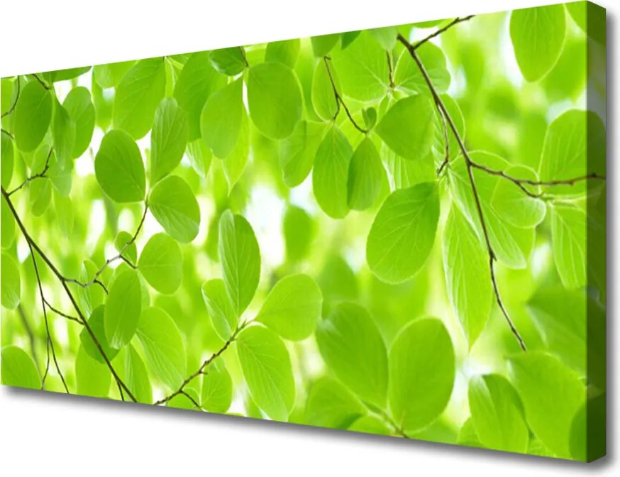 Obraz drukowany na płótnie Organiczne Formy Liści