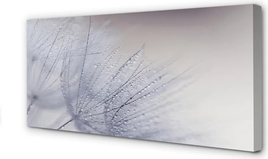 Duży obraz na płótnie Dmuchawce w Porannej Rosie