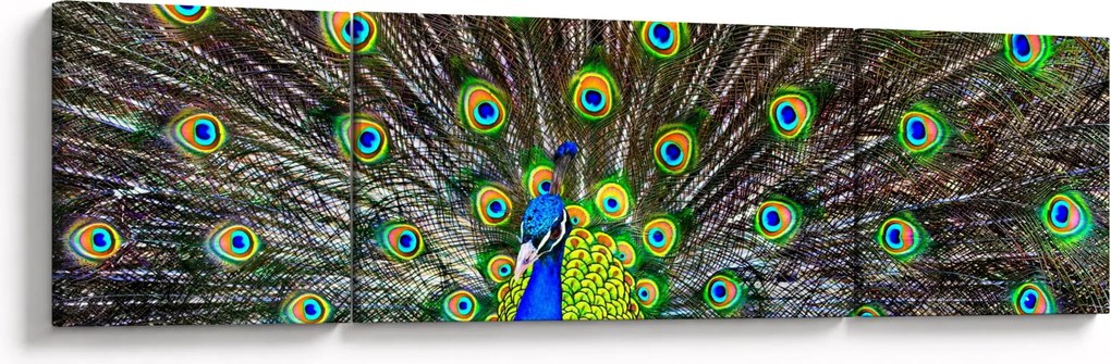 Obraz - Paw (170x50 cm)