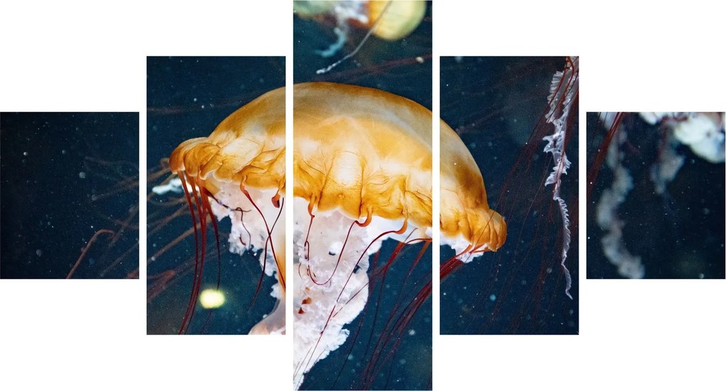 Obraz meduzy (125x70 cm)
