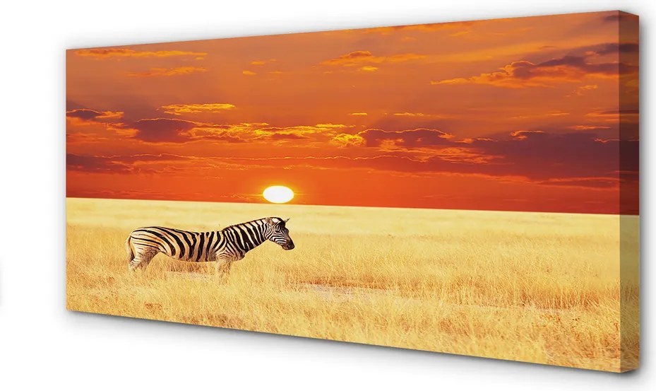 Obraz drukowany na płótnie Zebra na Polu o Zachodzie Słońca