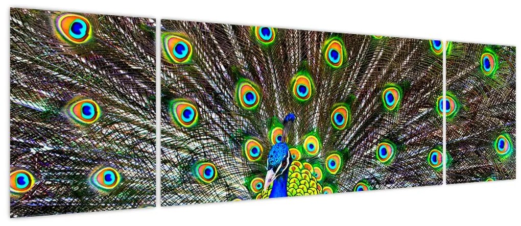 Obraz - Paw (170x50 cm)