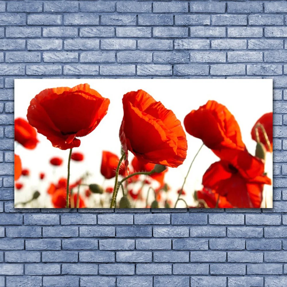 Fotoobraz na płótnie Czerwone Maki o Poranku