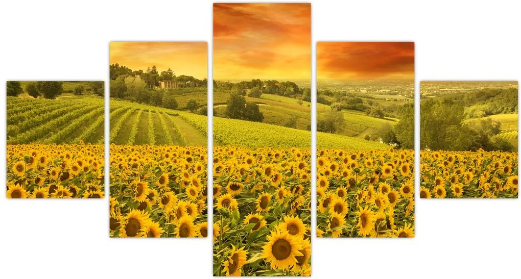 Obraz - Pole słoneczników (125x70 cm)